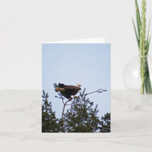 Bald Eagle Karte