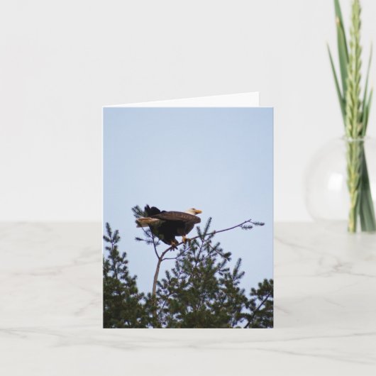 Bald Eagle Karte (Vorderseite)