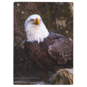 Bald Eagle Klemmbrett (Rückseite)