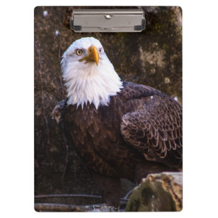 Bald Eagle Klemmbrett
