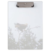 Bald Eagle Klemmbrett (Vorderseite)