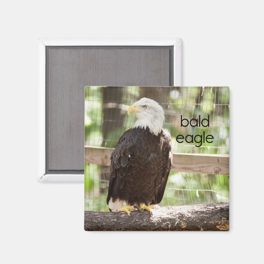 Bald Eagle Kühlschrank Magnet (Vorderseite/Rückseite)