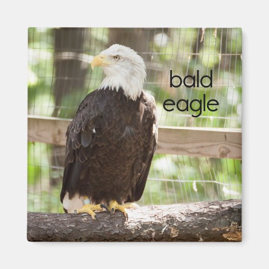 Bald Eagle Kühlschrank Magnet (Vorne)
