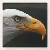 Bald Eagle Küstenercnm Glasuntersetzer (Vorderseite)