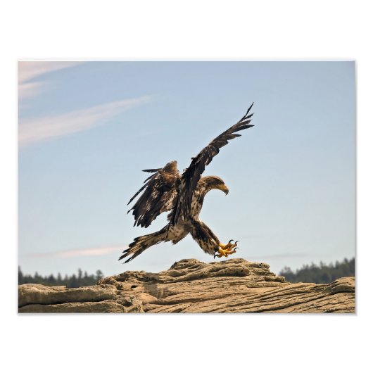 Bald Eagle Landing Fine Art Print Fotodruck (Vorne)
