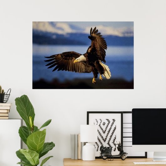 Bald Eagle Landing Poster (Heimbüro)