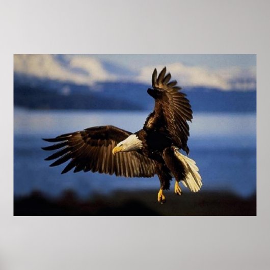 Bald Eagle Landing Poster (Vorne)