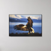 Bald Eagle Landing Wrapped Leinwanddruck (Vorderseite)