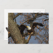 Bald Eagle Launch Postkarte (Vorne/Hinten)