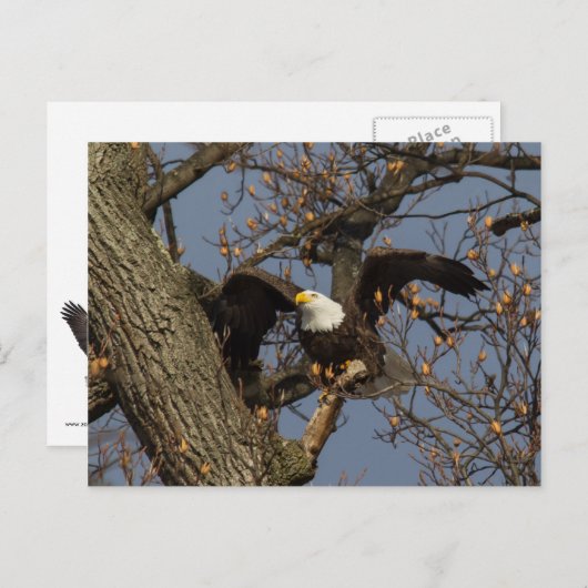 Bald Eagle Launch Postkarte (Vorne/Hinten)