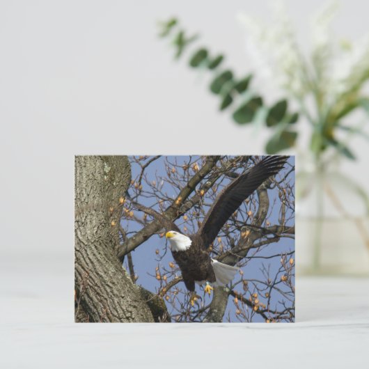 Bald Eagle Leap Postkarte (Stehend Vorderseite)