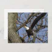 Bald Eagle Leap Postkarte (Vorne/Hinten)