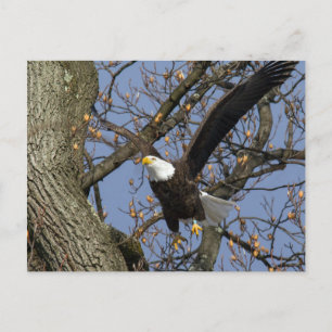 Bald Eagle Leap Postkarte