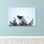 Bald Eagle Leinwanddruck (Insitu (Holzboden))