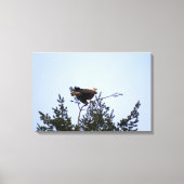 Bald Eagle Leinwanddruck (Vorderseite)