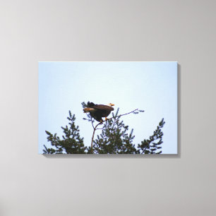 Bald Eagle Leinwanddruck