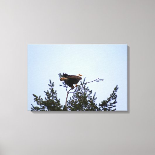 Bald Eagle Leinwanddruck (Vorderseite)