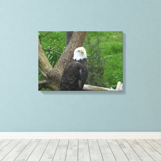 Bald Eagle Leinwanddruck (Insitu (Holzboden))