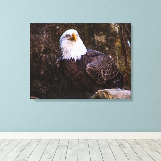 Bald Eagle Leinwanddruck (Insitu (Holzboden))