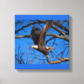 Bald Eagle Liftoff Leinwanddruck (Vorderseite)