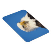 Bald Eagle Look Magnet (Rechte Seite)