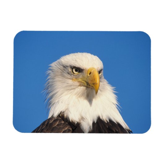 Bald Eagle Look Magnet (Horizontal)