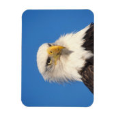 Bald Eagle Look Magnet (Vertikal)