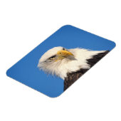 Bald Eagle Look Magnet (Linke Seite)