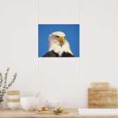Bald Eagle Look Poster (Küche)