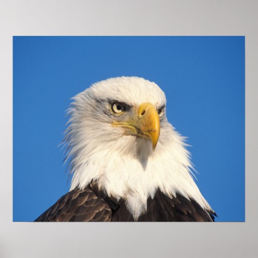 Bald Eagle Look Poster (Vorne)