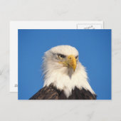 Bald Eagle Look Postkarte (Vorne/Hinten)