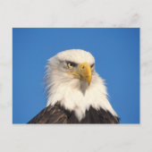 Bald Eagle Look Postkarte (Vorderseite)