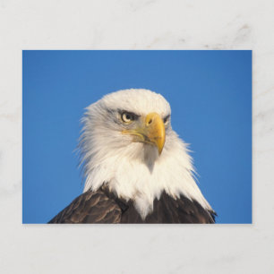Bald Eagle Look Postkarte