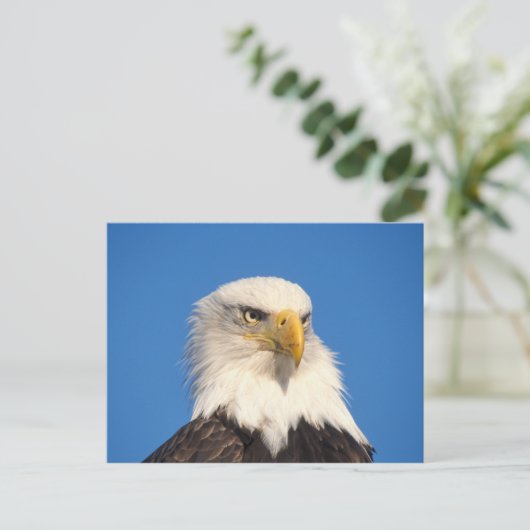 Bald Eagle Look Postkarte (Stehend Vorderseite)