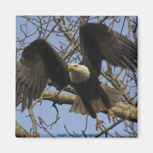 Bald Eagle Magnet