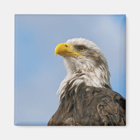 Bald Eagle Magnet (Vorne)