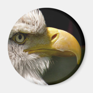 BALD EAGLE MAGNET