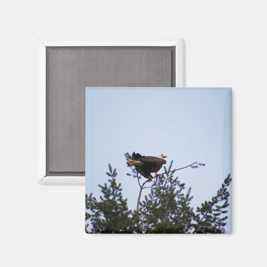 Bald Eagle Magnet (Vorderseite/Rückseite)