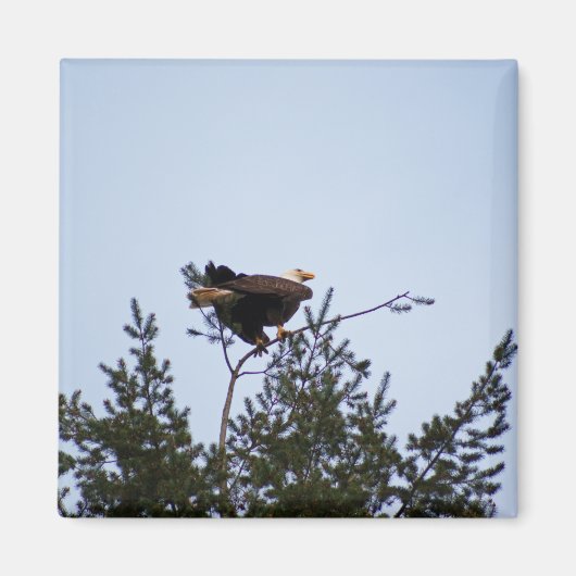 Bald Eagle Magnet (Vorne)