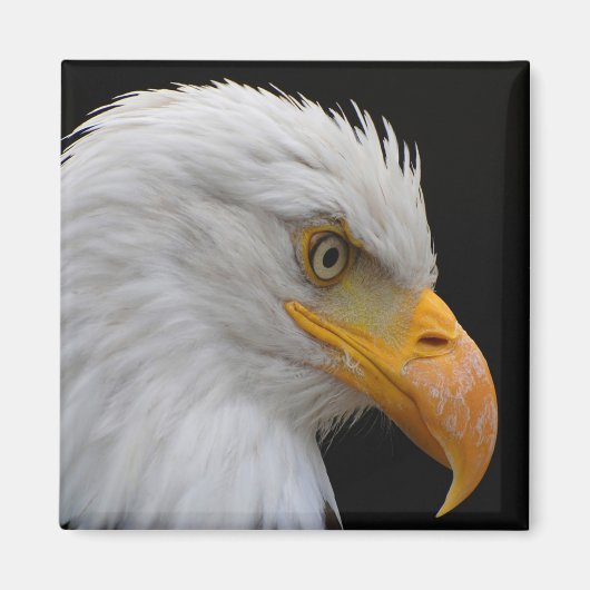 Bald Eagle Magnet (Vorne)