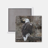 Bald Eagle Magnet (Vorderseite/Rückseite)