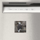 Bald Eagle Magnet (In Situ (Geschirrspüler))
