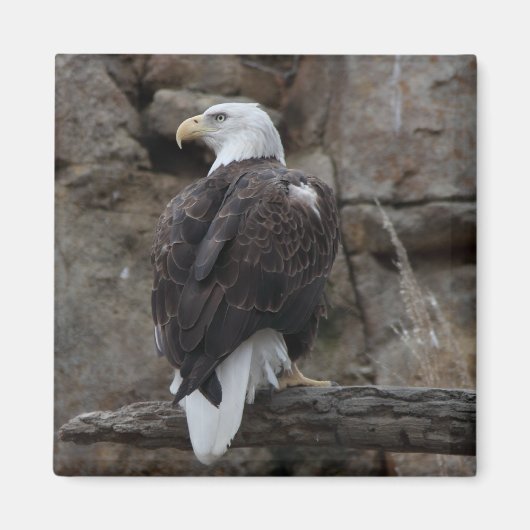 Bald Eagle Magnet (Vorne)