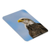 Bald Eagle Magnet (Rechte Seite)
