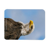 Bald Eagle Magnet (Horizontal)