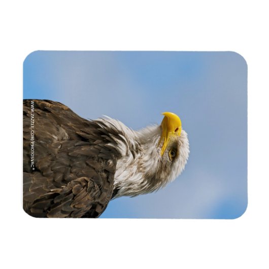 Bald Eagle Magnet (Horizontal)