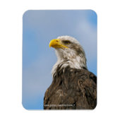 Bald Eagle Magnet (Vertikal)