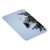 Bald Eagle Magnet (Rechte Seite)
