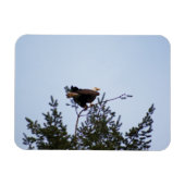 Bald Eagle Magnet (Horizontal)