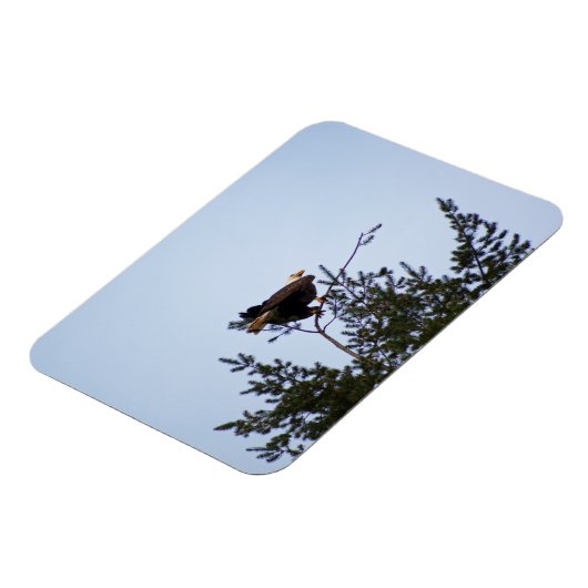 Bald Eagle Magnet (Linke Seite)